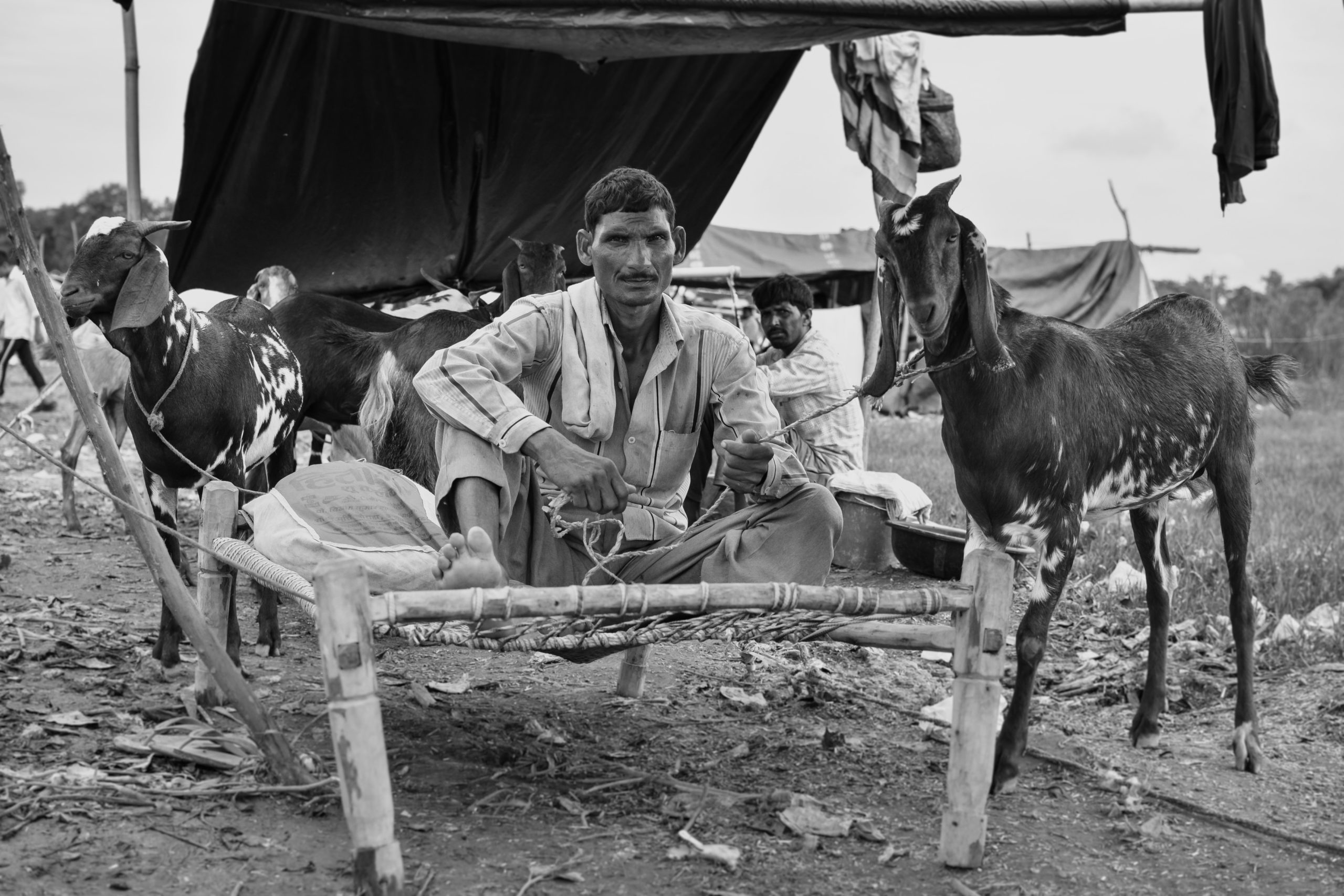 A shepherd sitting with his goats ready to sell them as sacrificial animals