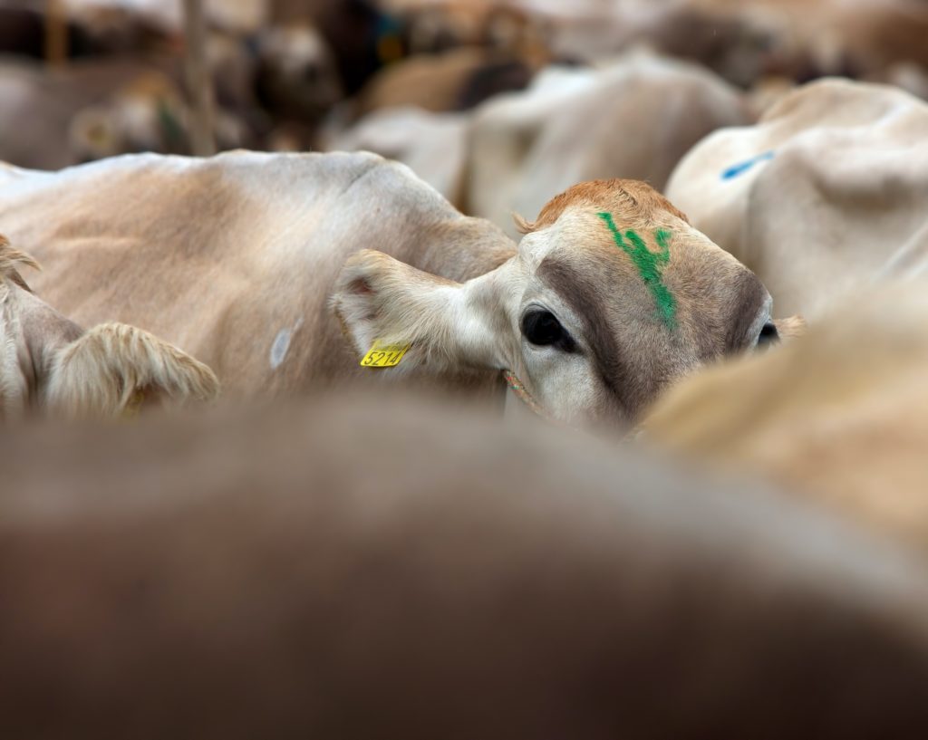 Cows and other sacrificial animals deserve to be treated with kindness and humility