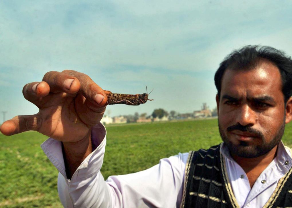 Locusts destroyed massive crops in Pakistan 